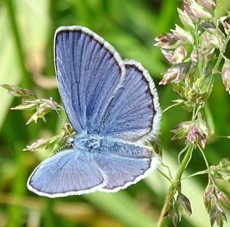 Réf. 204 914 : Plebejus sp.
